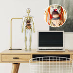 🫀Modèle de torse de corps humain 3D pour squelette de modèle d'anatomie d'enfant🩺