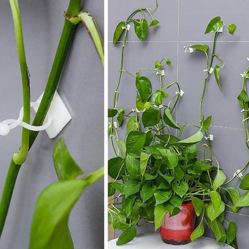 Clip Mural pour Plantes Grimpantes (30 pièces)
