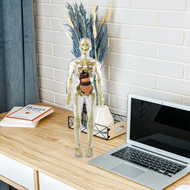 🫀Modèle de torse de corps humain 3D pour squelette de modèle d'anatomie d'enfant🩺