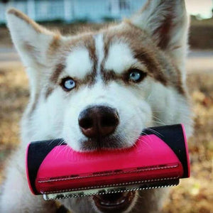 Brosse à Cheveux 2-en-1 pour Animaux de Compagnie